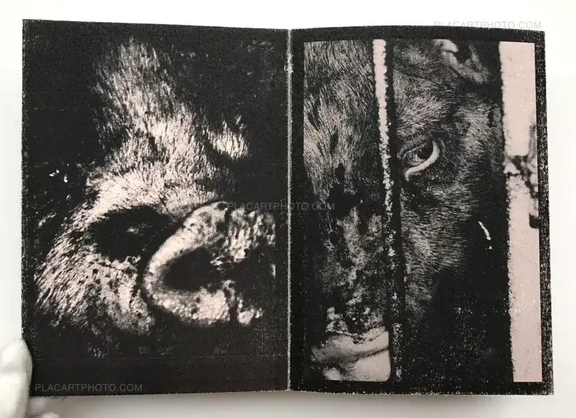 Nozomi Iijima – Scoffing pig (LESS THAN 100 COPIES)