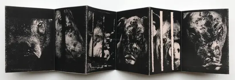 Nozomi Iijima – Scoffing pig (LESS THAN 100 COPIES)