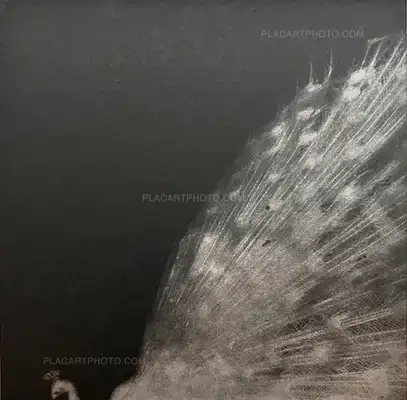 Miho Kajioka – and, do you still hear the peacocks?