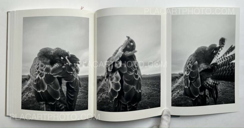 Stephen Gill: The Pillar, Nobody Books, 2019 | Bookshop Le Plac