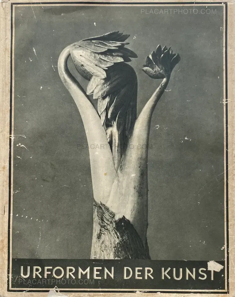 Karl Blossfeldt – Urformen der Kunst