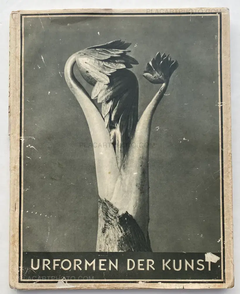 Karl Blossfeldt – Urformen der Kunst