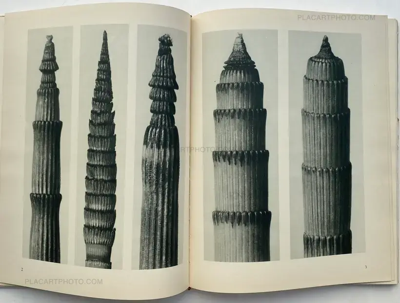 Karl Blossfeldt – Urformen der Kunst