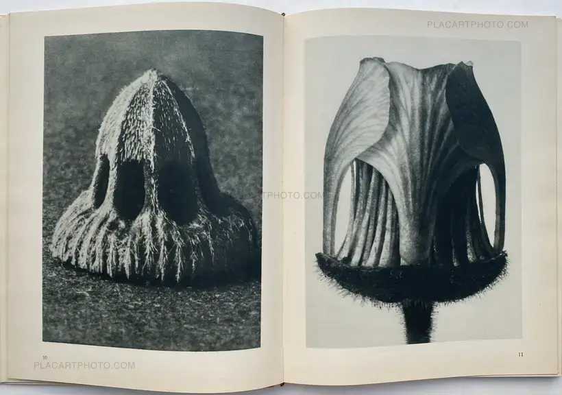 Karl Blossfeldt – Urformen der Kunst