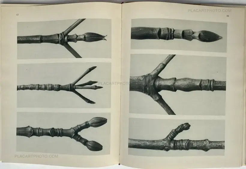 Karl Blossfeldt – Urformen der Kunst