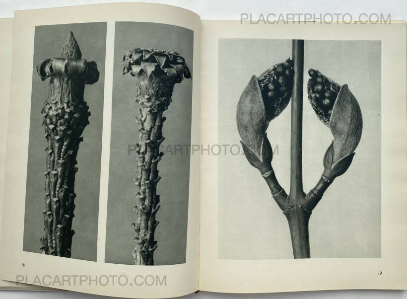 Karl Blossfeldt – Urformen der Kunst