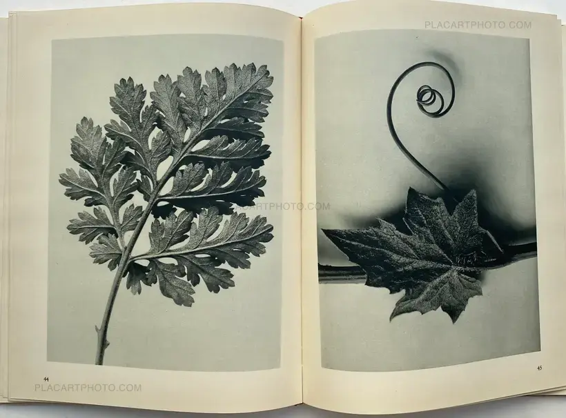 Karl Blossfeldt – Urformen der Kunst