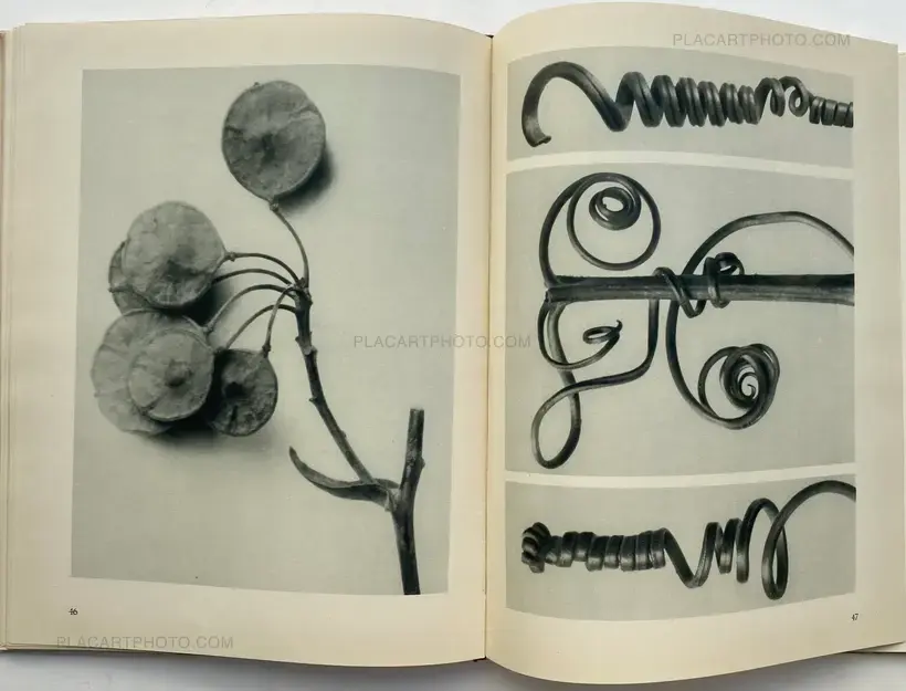 Karl Blossfeldt – Urformen der Kunst