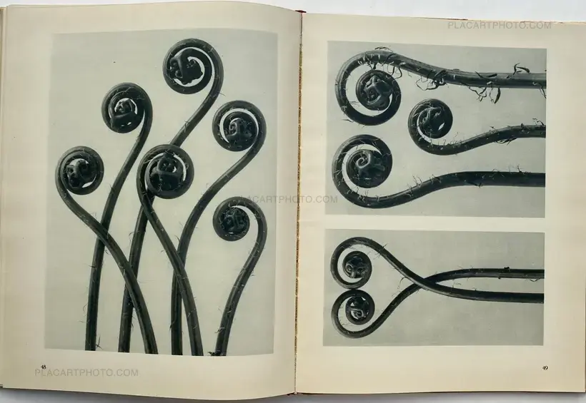 Karl Blossfeldt – Urformen der Kunst