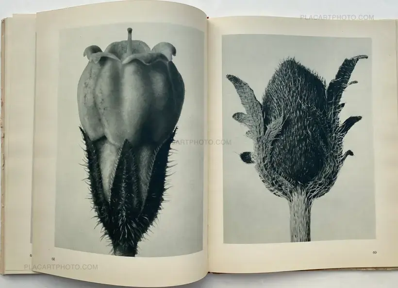 Karl Blossfeldt – Urformen der Kunst
