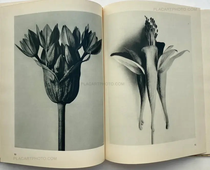 Karl Blossfeldt – Urformen der Kunst
