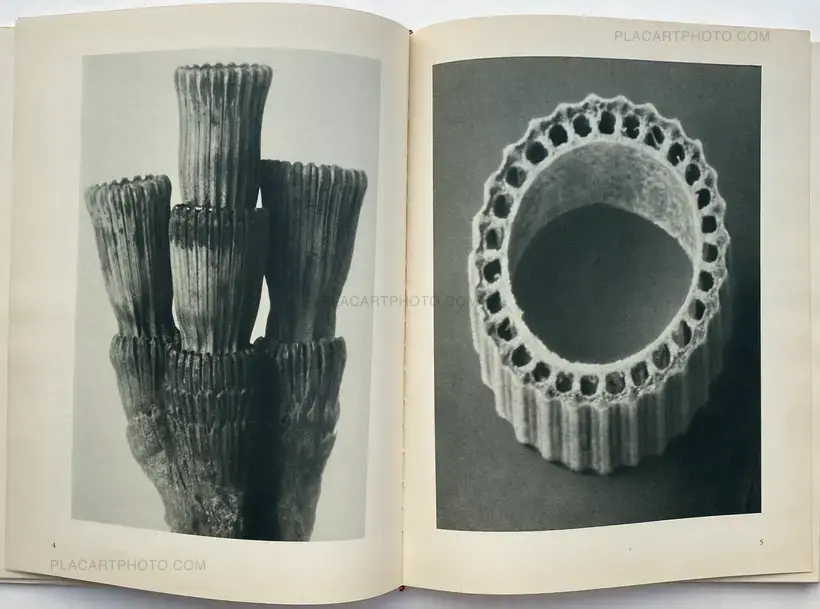 Karl Blossfeldt – Urformen der Kunst
