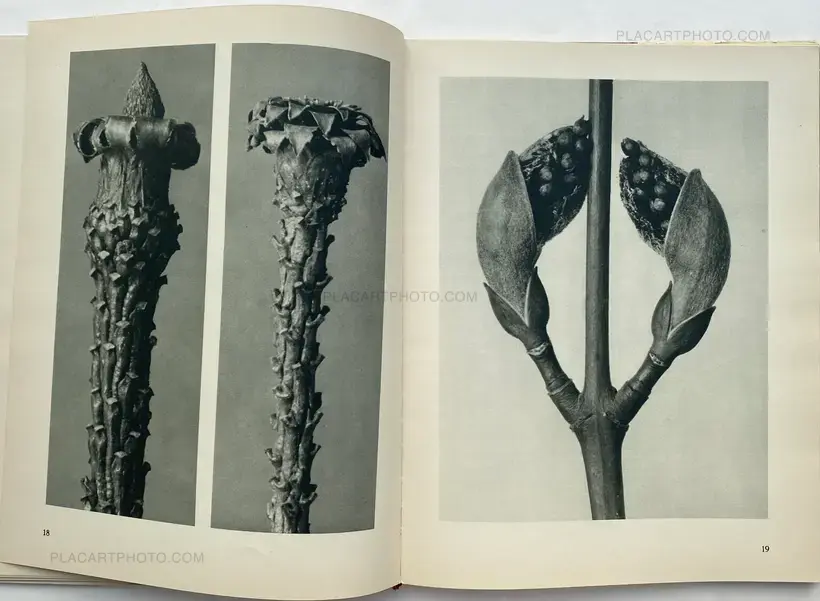 Karl Blossfeldt – Urformen der Kunst