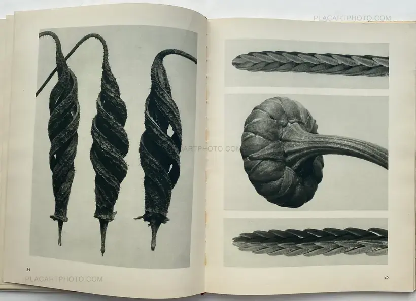 Karl Blossfeldt – Urformen der Kunst