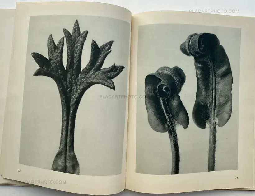 Karl Blossfeldt – Urformen der Kunst