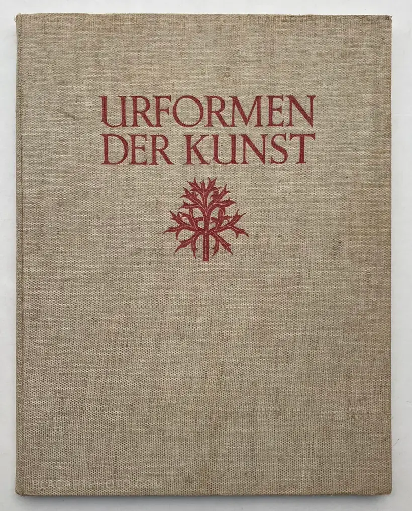 Karl Blossfeldt – Urformen der Kunst