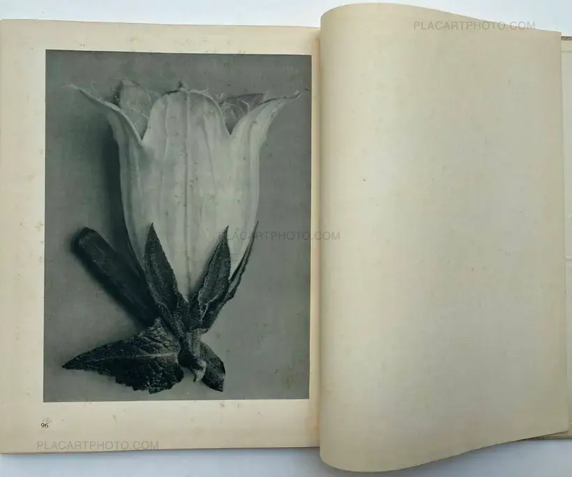 Karl Blossfeldt – Urformen der Kunst