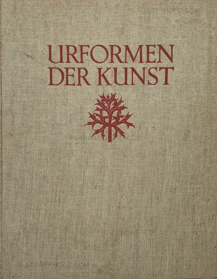 Karl Blossfeldt – Urformen der Kunst