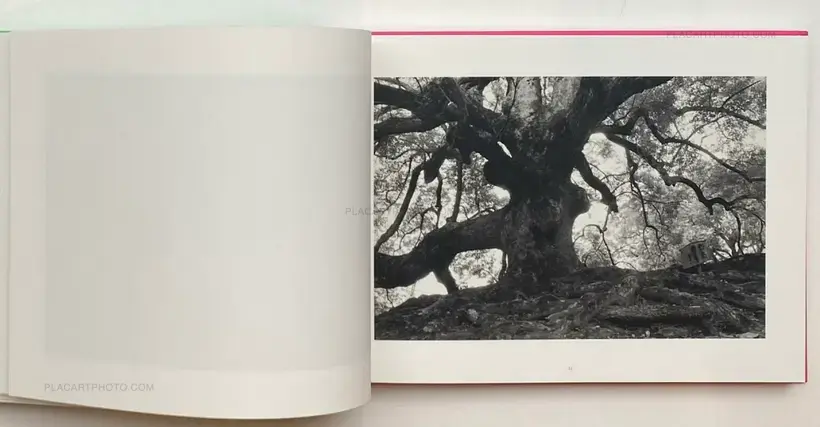 Lee Friedlander – Cherry Blossom Time in Japan