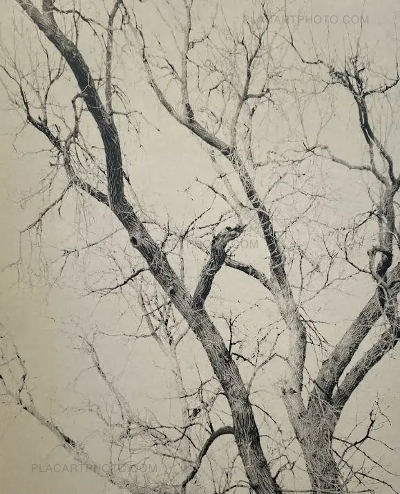 Mitch Epstein – NEW YORK ARBOR