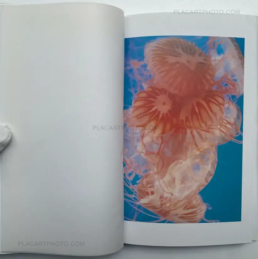 Tokiko Suzuki – THE JELLY FISH