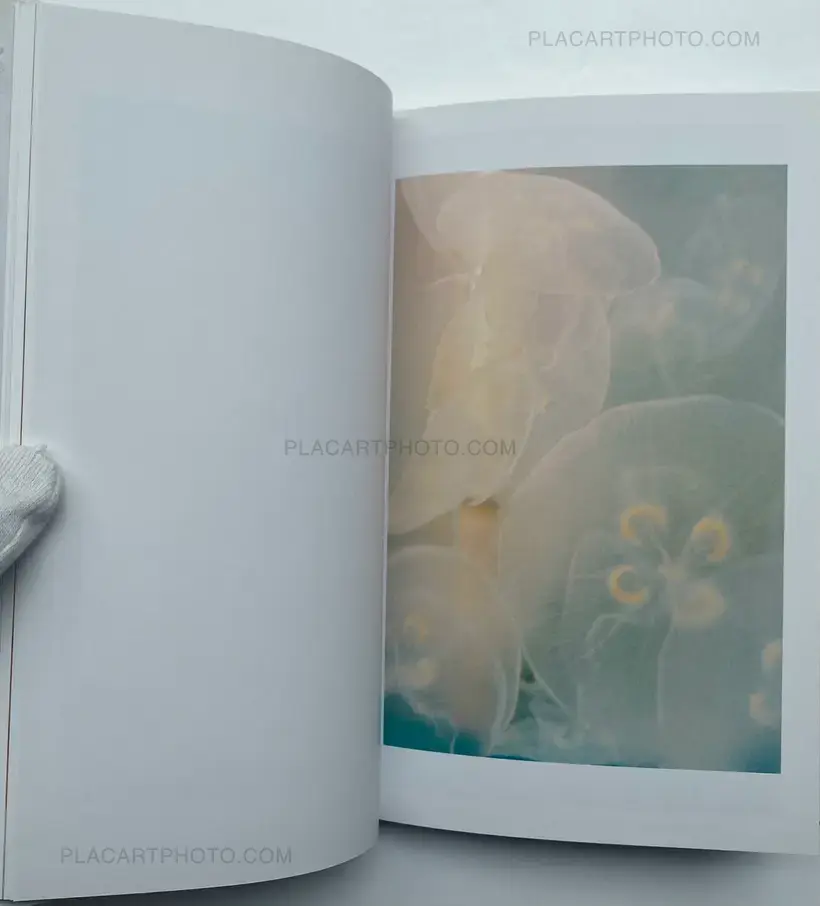 Tokiko Suzuki – THE JELLY FISH
