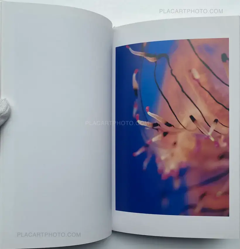 Tokiko Suzuki – THE JELLY FISH