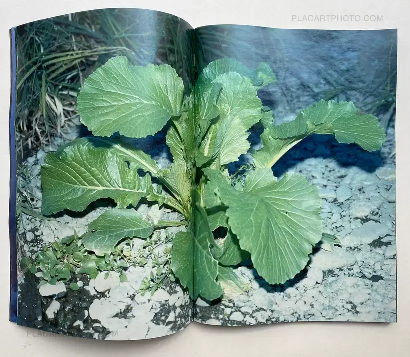 Daisuke Yokota – Plants, midstream of TamaRiver, winter (SIGNED)
