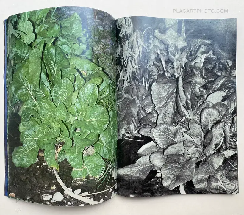 Daisuke Yokota – Plants, midstream of TamaRiver, winter (SIGNED)