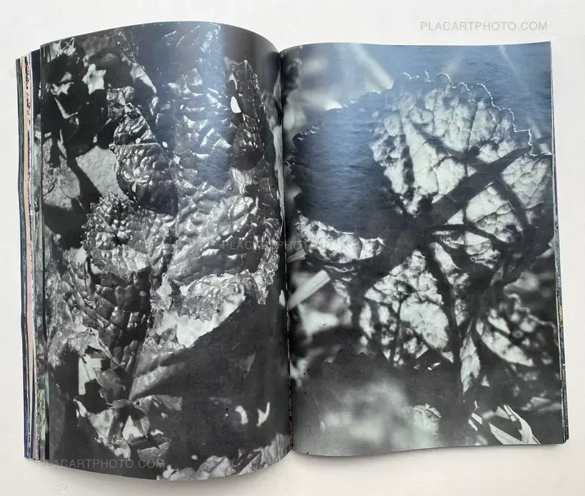 Daisuke Yokota – Plants, midstream of TamaRiver, winter (SIGNED)