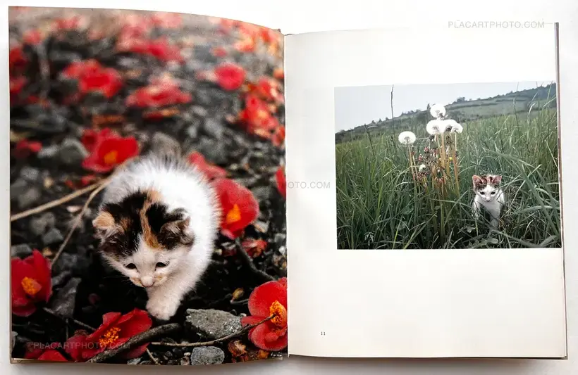 Masahisa Fukase – Neko no mugiwara boshi / The Strawhat Cat (Signed)