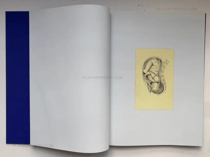 Isabelle Evertse – Anthropoides Paradiseus