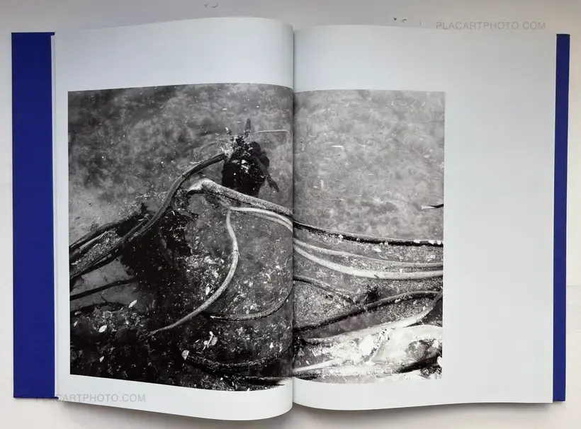 Isabelle Evertse – Anthropoides Paradiseus