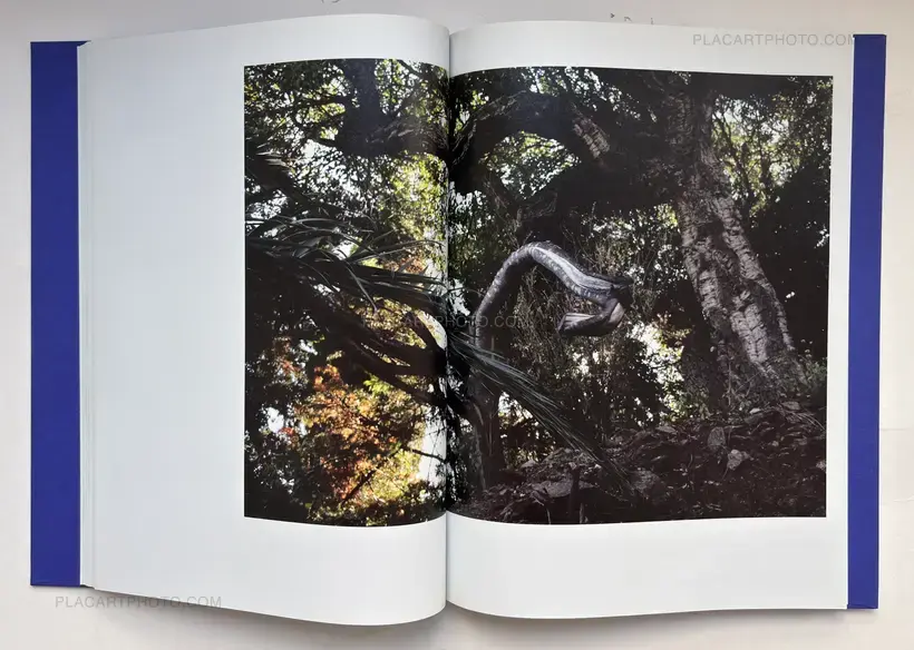 Isabelle Evertse – Anthropoides Paradiseus
